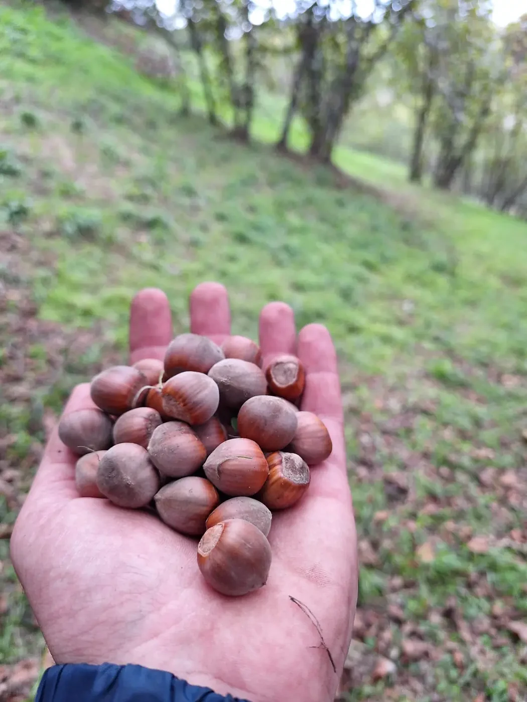 Nocciole dei Nebrodi appena raccolte tenute in mano