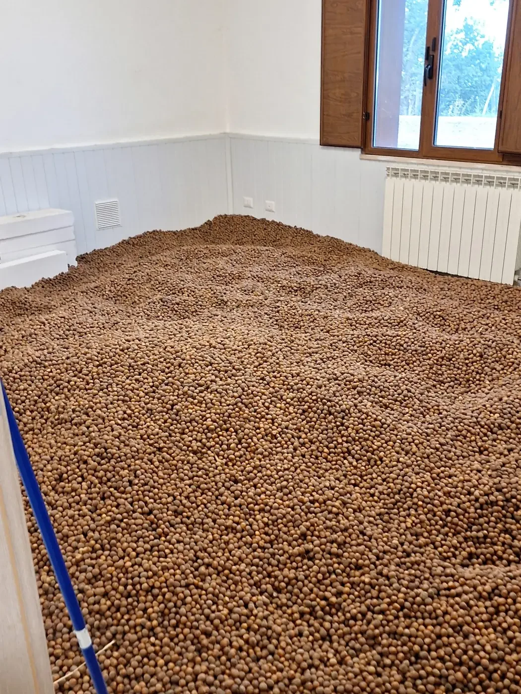 Nocciole dei Nebrodi stese ad essiccare