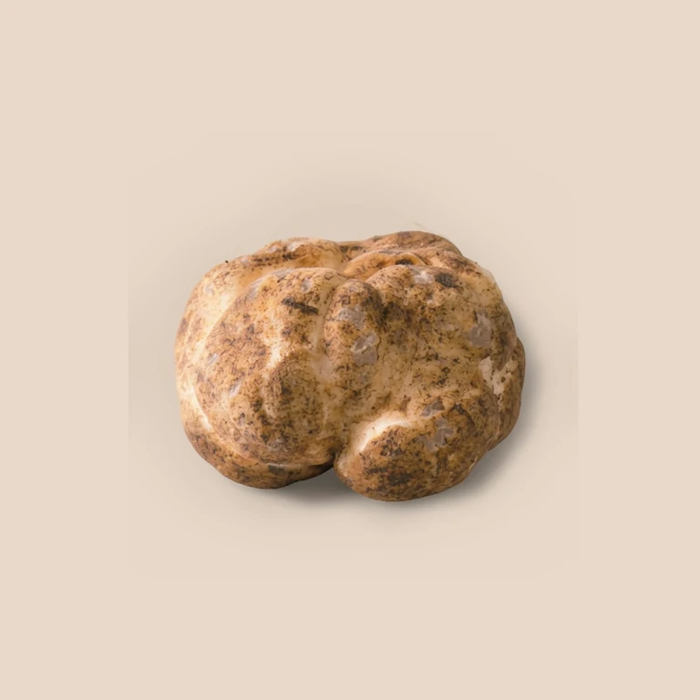 Tartufo bianchetto