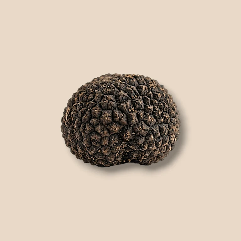 Tartufo uncinato dei Nebrodi