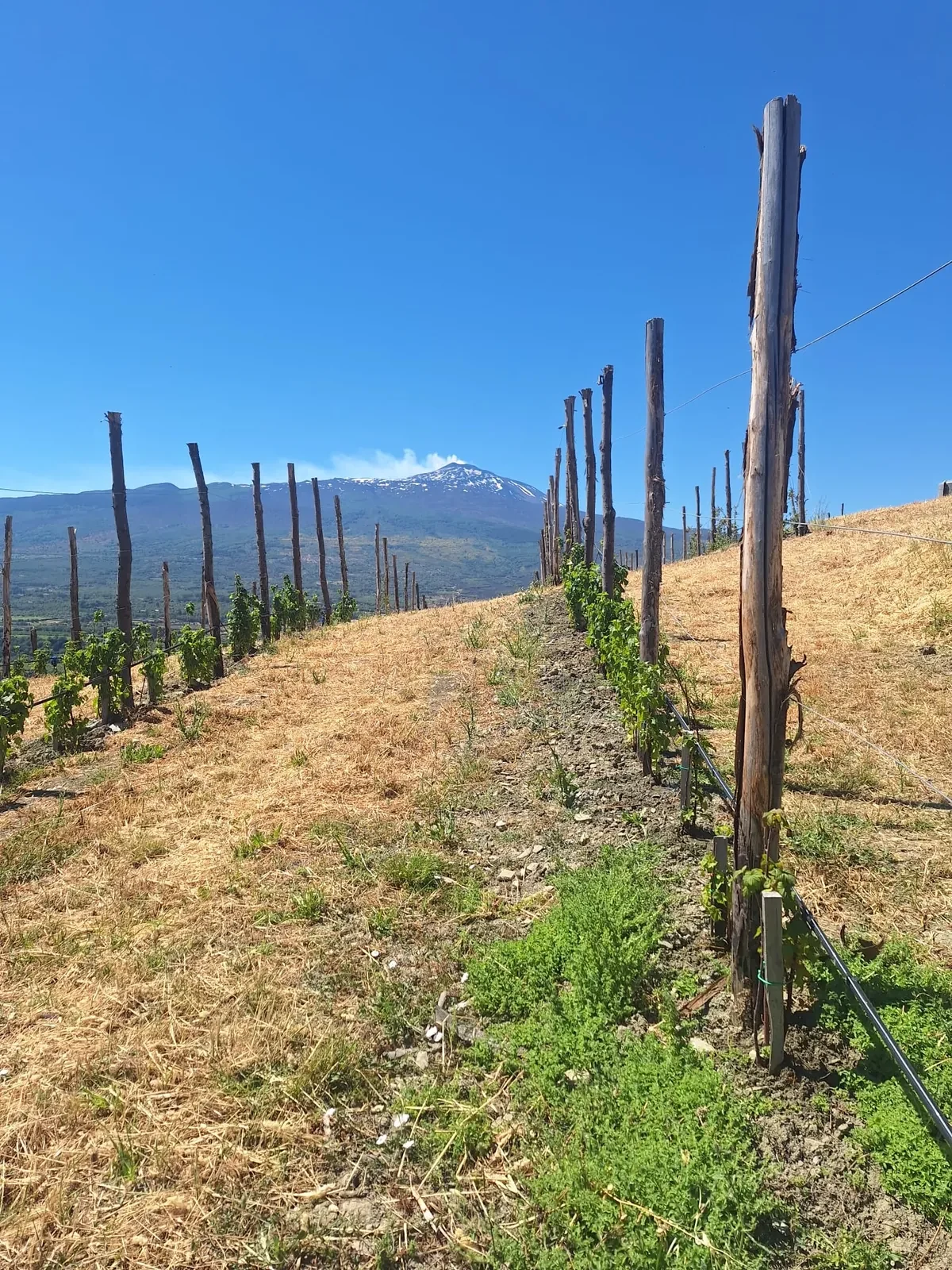 Le piantagioni Santani con l'Etna sullo sfondo